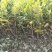 大红袍板栗苗栗子树苗晚熟大果板栗苗