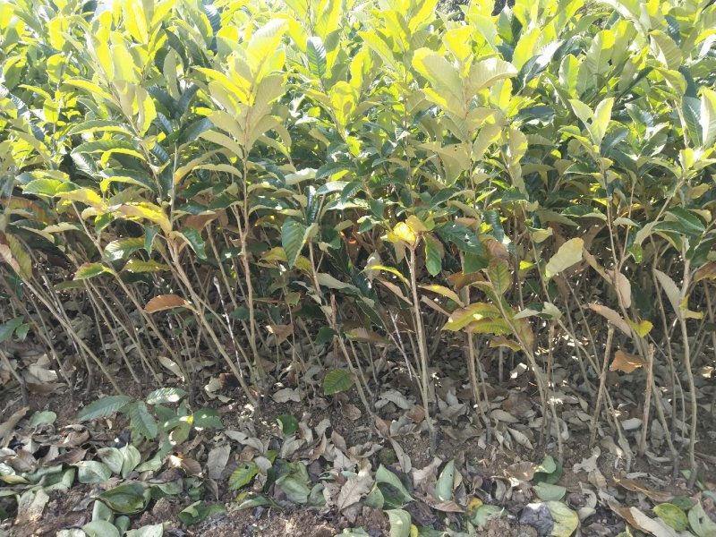 大红袍板栗苗栗子树苗晚熟大果板栗苗
