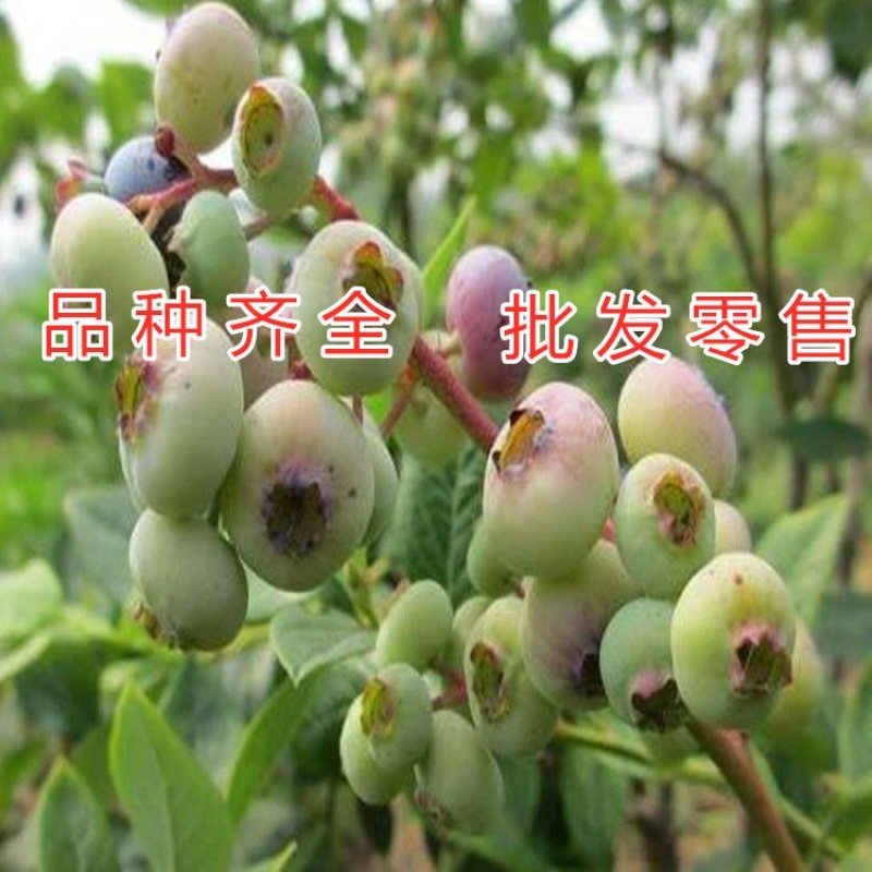蓝莓苗南方蓝莓品种苗北方品种蓝莓苗室内外种植南北方蓝莓苗