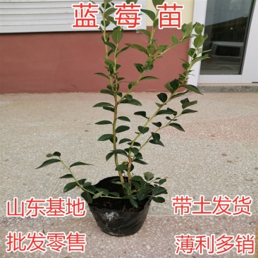 蓝莓苗南方蓝莓品种苗北方品种蓝莓苗室内外种植南北方蓝莓苗