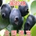 蓝莓苗南方蓝莓品种苗北方品种蓝莓苗室内外种植南北方蓝莓苗
