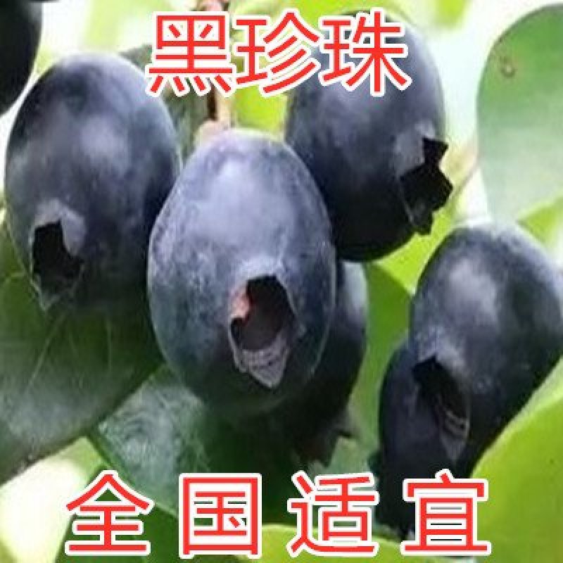 蓝莓苗南方蓝莓品种苗北方品种蓝莓苗室内外种植南北方蓝莓苗