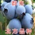 蓝莓苗南方蓝莓品种苗北方品种蓝莓苗室内外种植南北方蓝莓苗