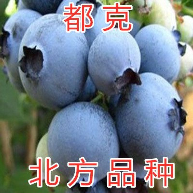 蓝莓苗南方蓝莓品种苗北方品种蓝莓苗室内外种植南北方蓝莓苗