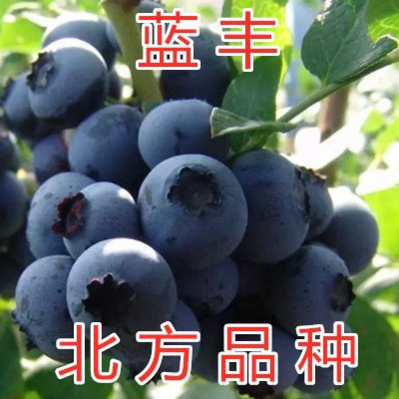 蓝莓苗南方蓝莓品种苗北方品种蓝莓苗室内外种植南北方蓝莓苗