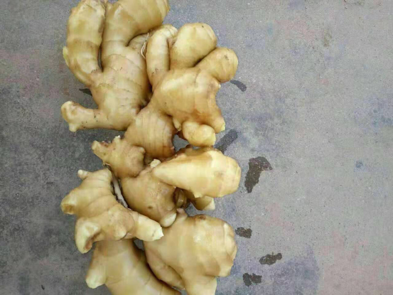 产地直销优质大黄姜黄姜货源充足质优价廉
