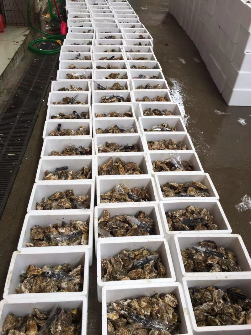 鲜活生蚝，家庭装，生蚝礼品装，深海生蚝，福建蚝量大从优