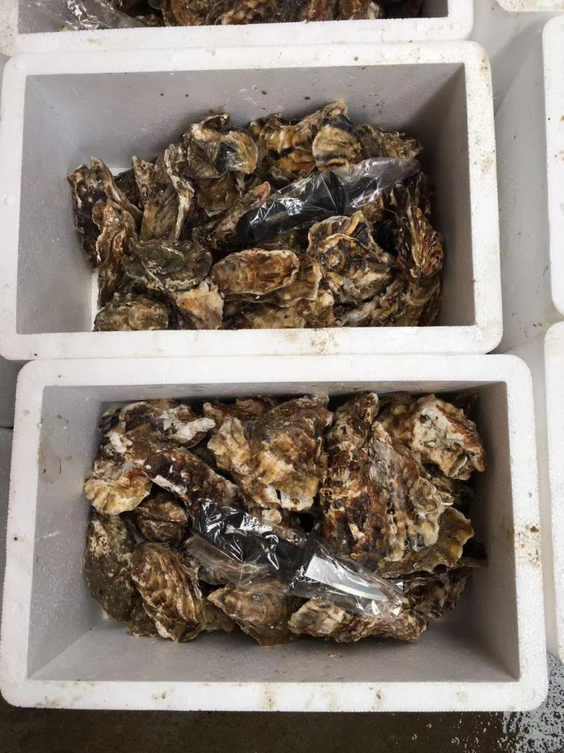 鲜活生蚝，家庭装，生蚝礼品装，深海生蚝，福建蚝量大从优