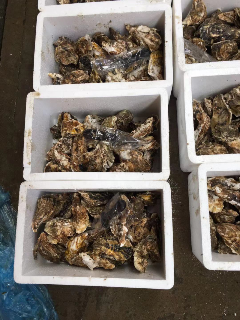 鲜活生蚝，家庭装，生蚝礼品装，深海生蚝，福建蚝量大从优