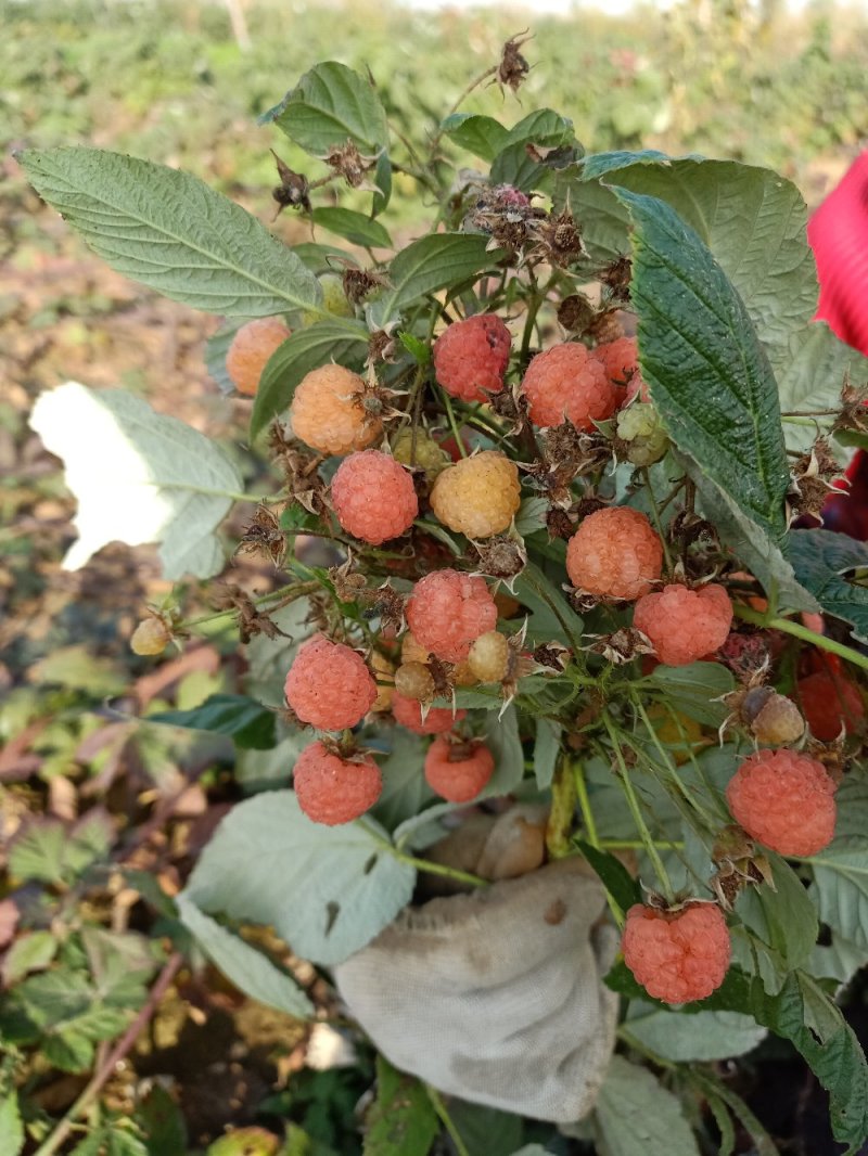 【树莓】红，黄，黑。自家种植，货源充足，保证质量