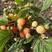 【树莓】红，黄，黑。自家种植，货源充足，保证质量