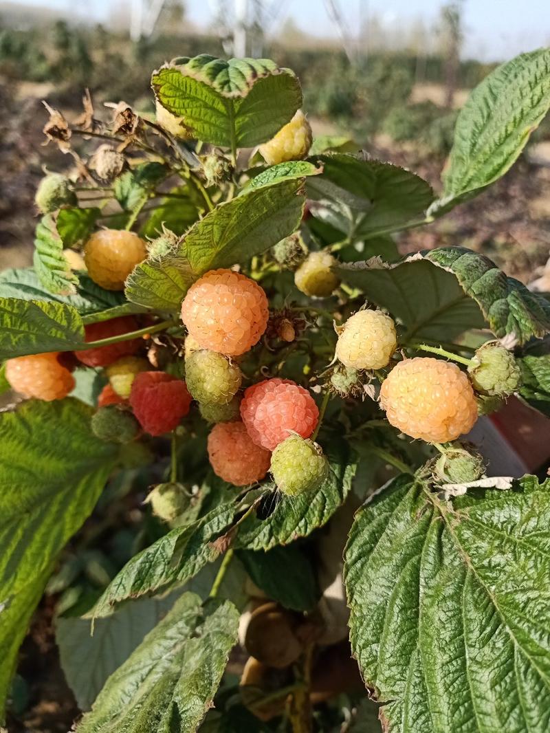 【树莓】红，黄，黑。自家种植，货源充足，保证质量