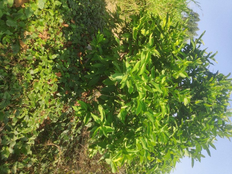 台湾黑金刚莲雾苗老树盘根苗（当年种下次年可挂货）