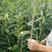 大红袍板栗苗，迁西板栗苗，当年种植就结，包成活，包技术
