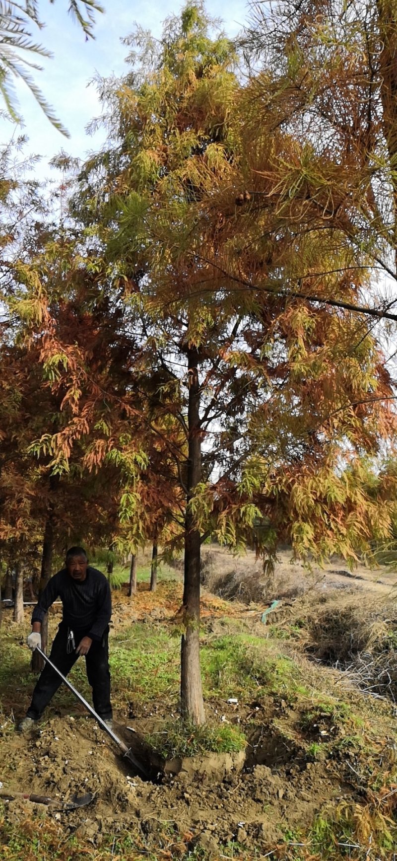12公分落羽杉苗圃苗价格优惠