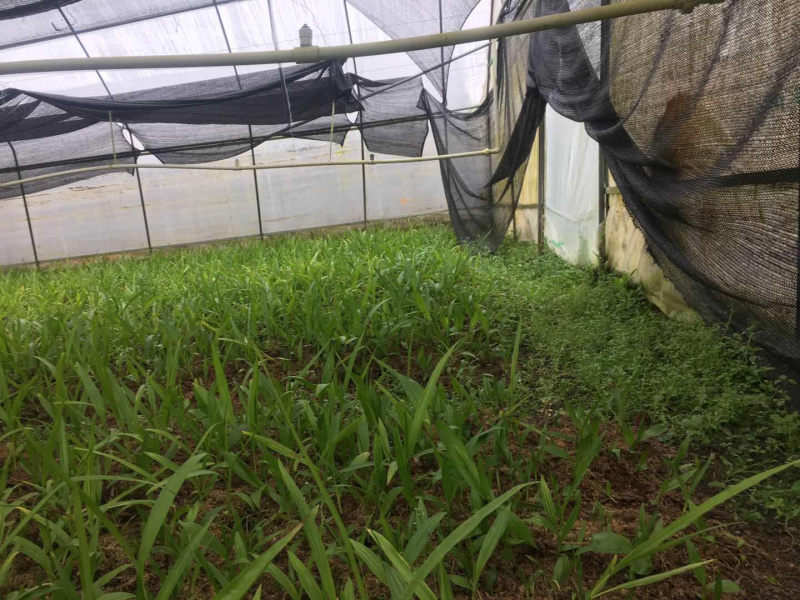 紫花三叉白芨种苗白芨驯化苗白芨苗批发包技术