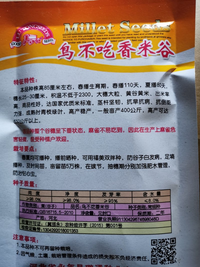 鸟不吃香米谷优质高产抗麻雀谷种粮食种子