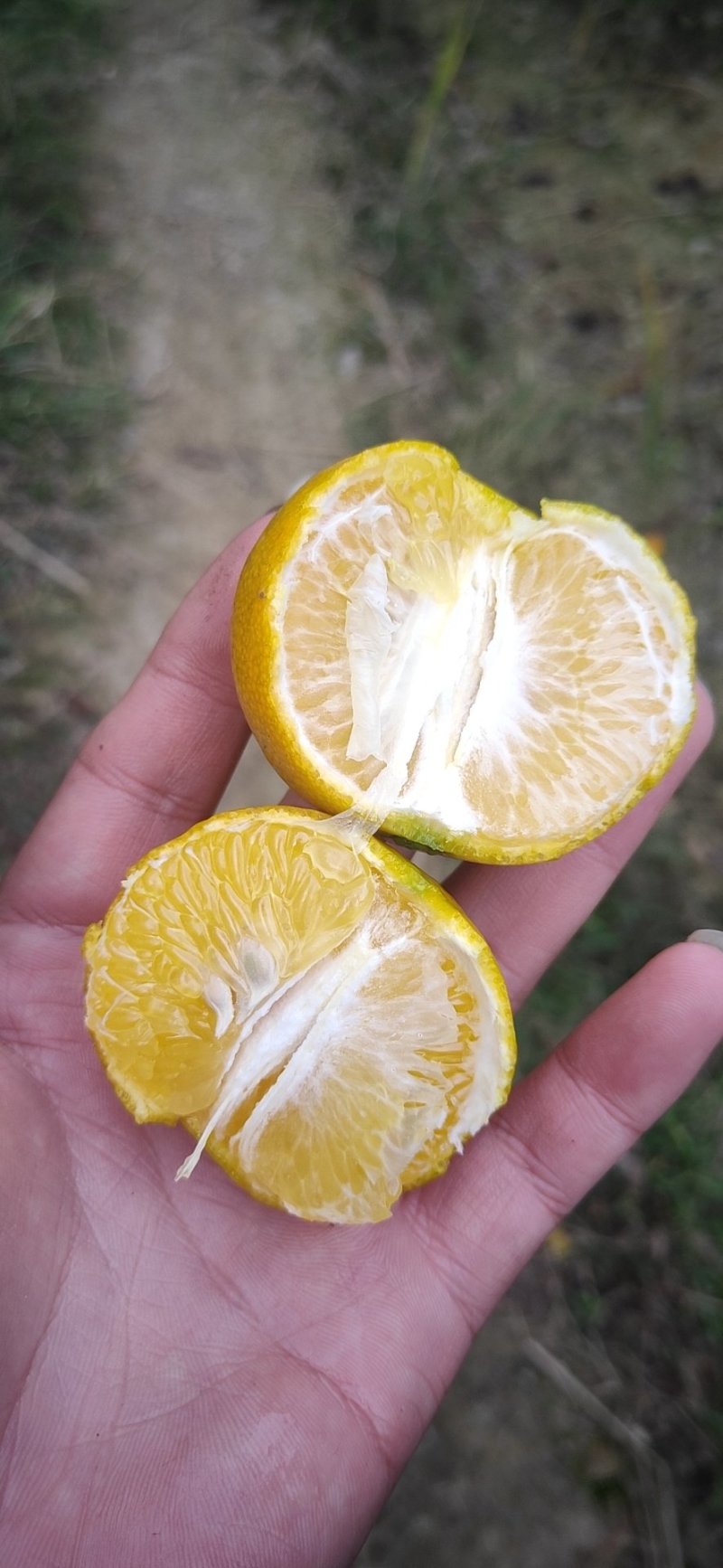 广西皇帝柑大量供应，欢迎客商考察参观对接电商