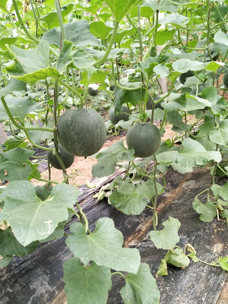 亚洲蜜甜瓜香瓜中国甜瓜第一镇产地大量供应