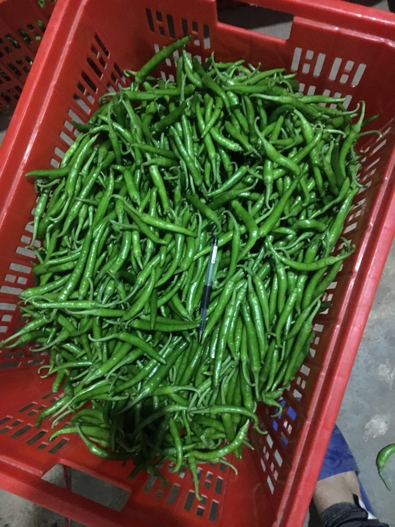 小杭椒......咪