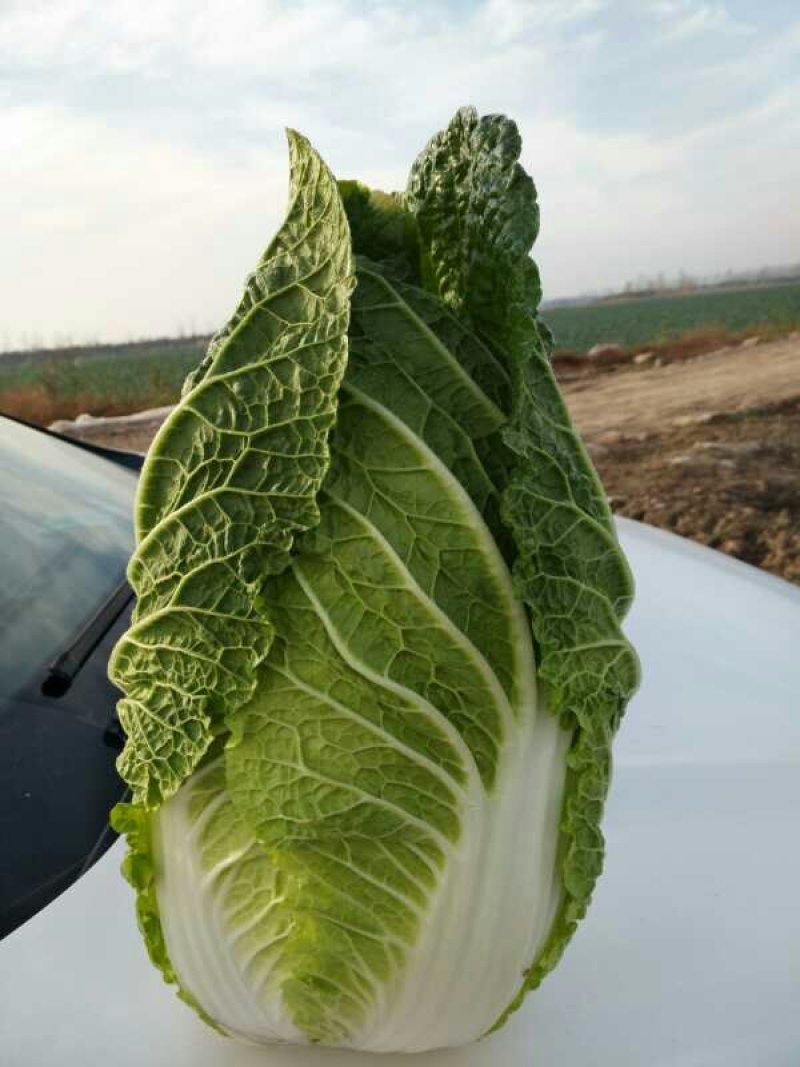 产地大量供应矮棵纯黄心白菜