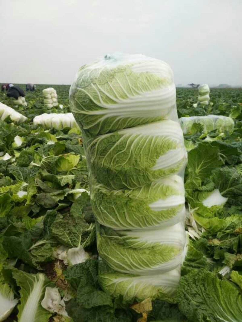 产地大量供应矮棵纯黄心白菜