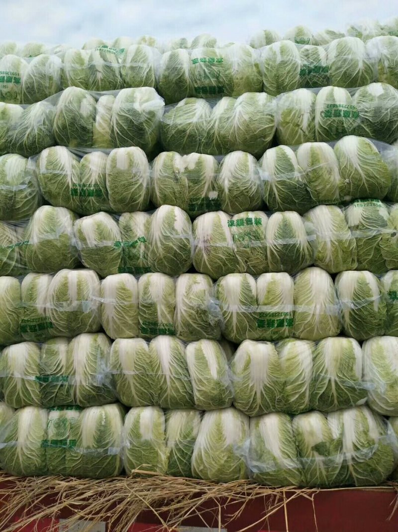 产地大量供应矮棵纯黄心白菜