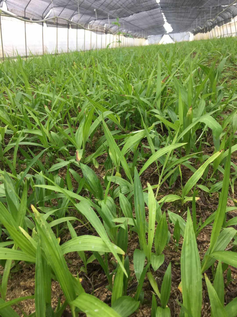 紫花三叉白芨种苗两年白芨苗价格白芨批发