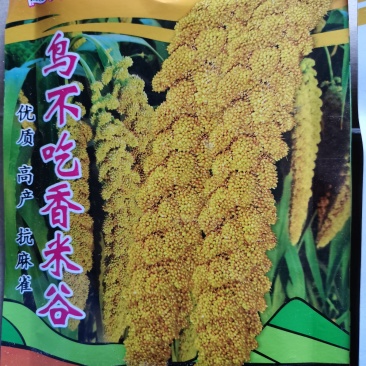 鸟不吃香米谷优质高产抗麻雀谷种粮食种子