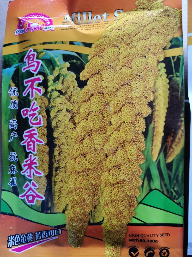 鸟不吃香米谷优质高产抗麻雀谷种粮食种子