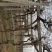 长廊假山别墅藤本绿化植物，大花凌霄苗15年生以上