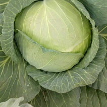 万亩扁包菜质量输出，质量保证