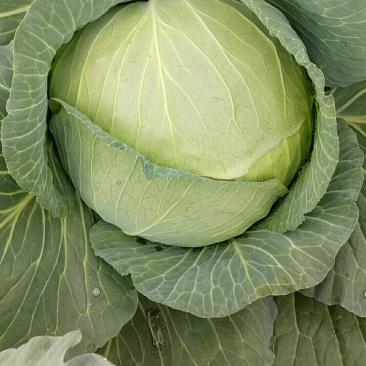 万亩扁包菜质量输出，质量保证