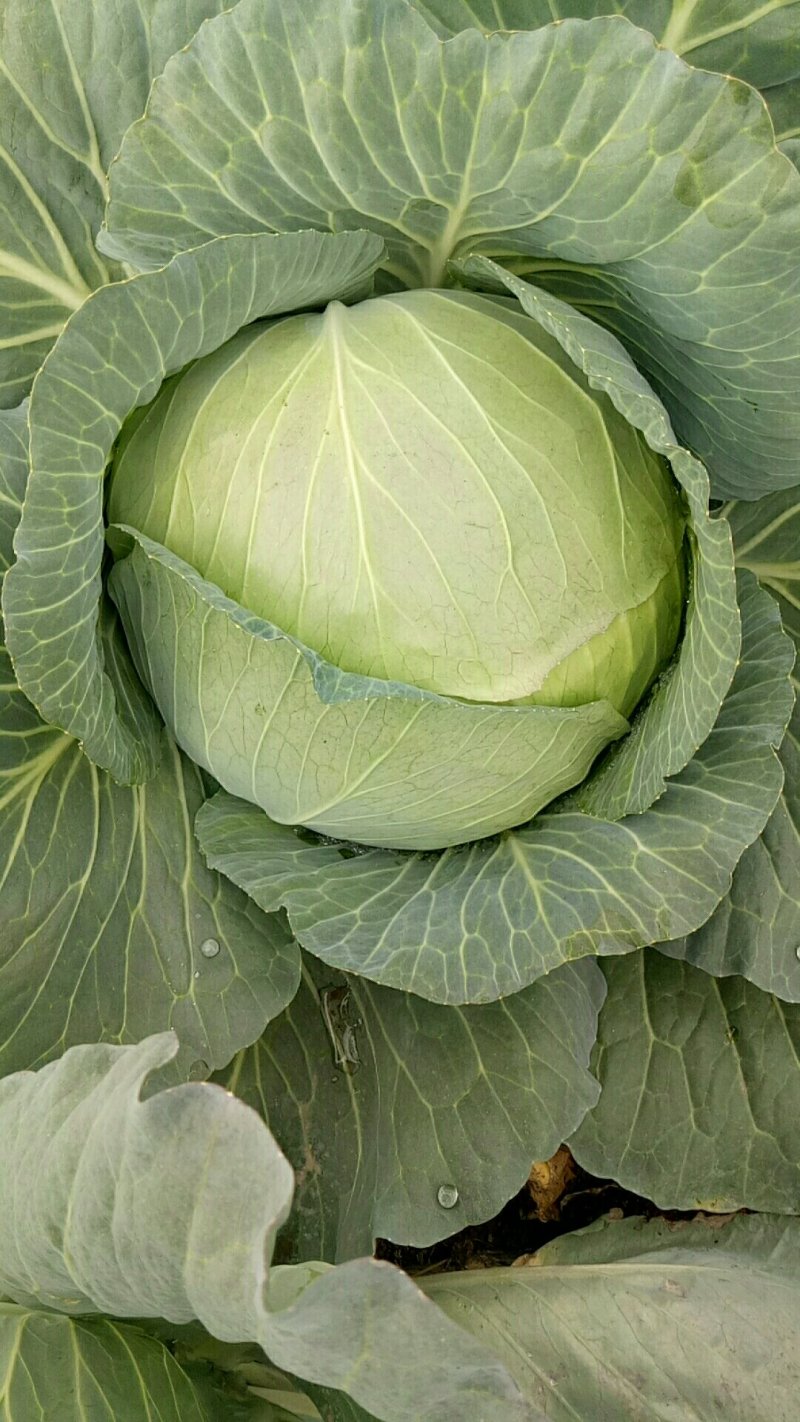 万亩扁包菜质量输出，质量保证