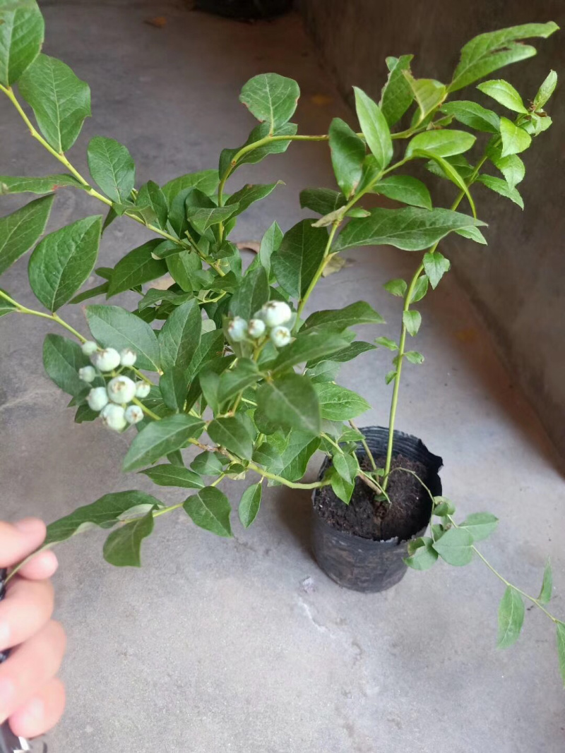 【推荐精品火苗】蓝莓苗营养杯繁育，免费提供技术