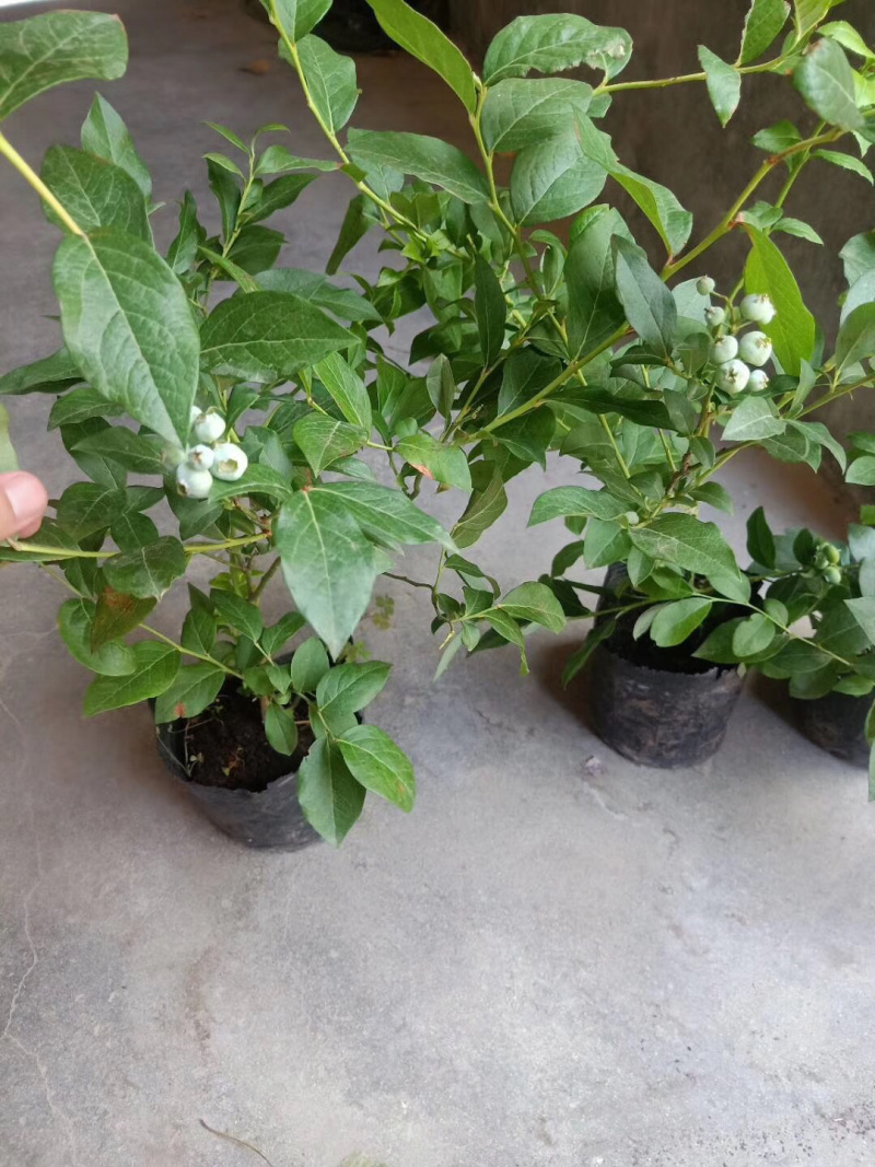 【推荐精品火苗】蓝莓苗营养杯繁育，免费提供技术