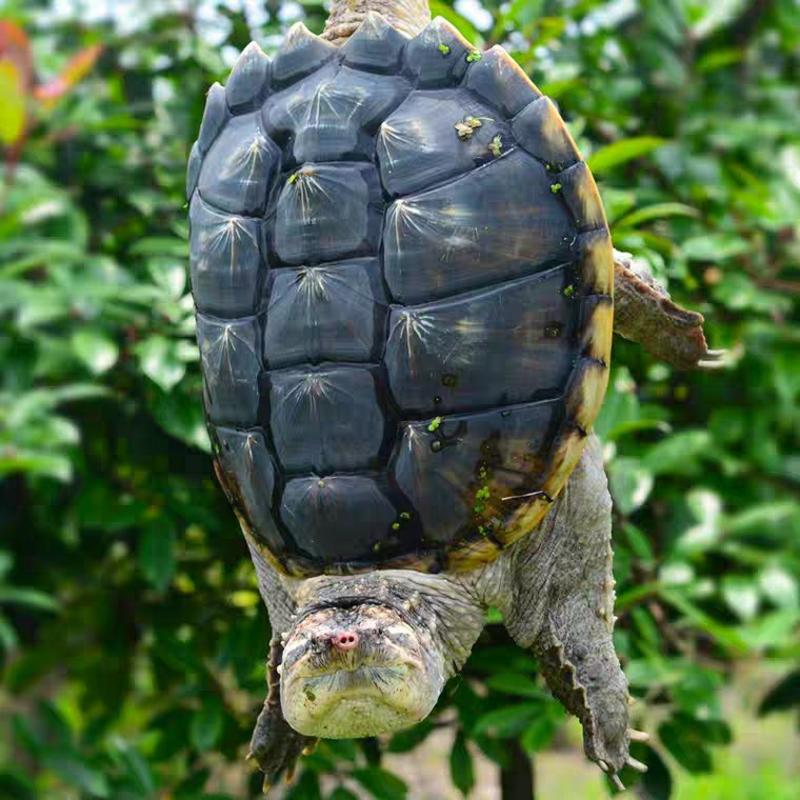 乌龟大鳄龟食用观赏龟宠物乌龟活体包邮包活