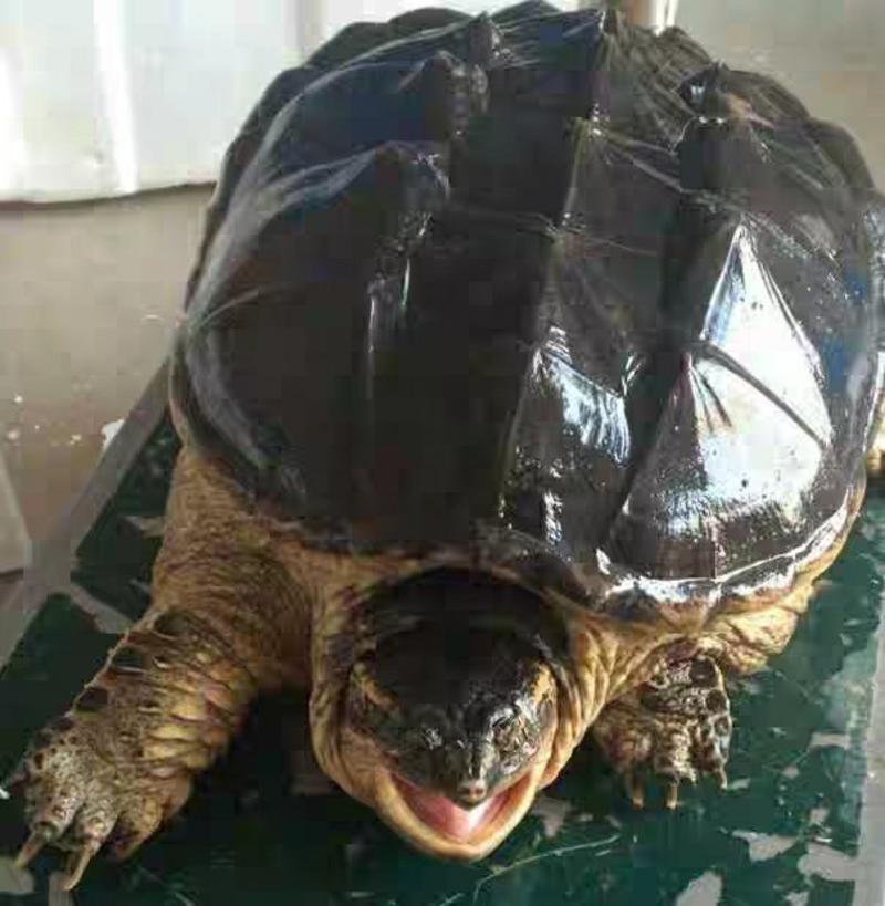 乌龟大鳄龟食用观赏龟宠物乌龟活体包邮包活
