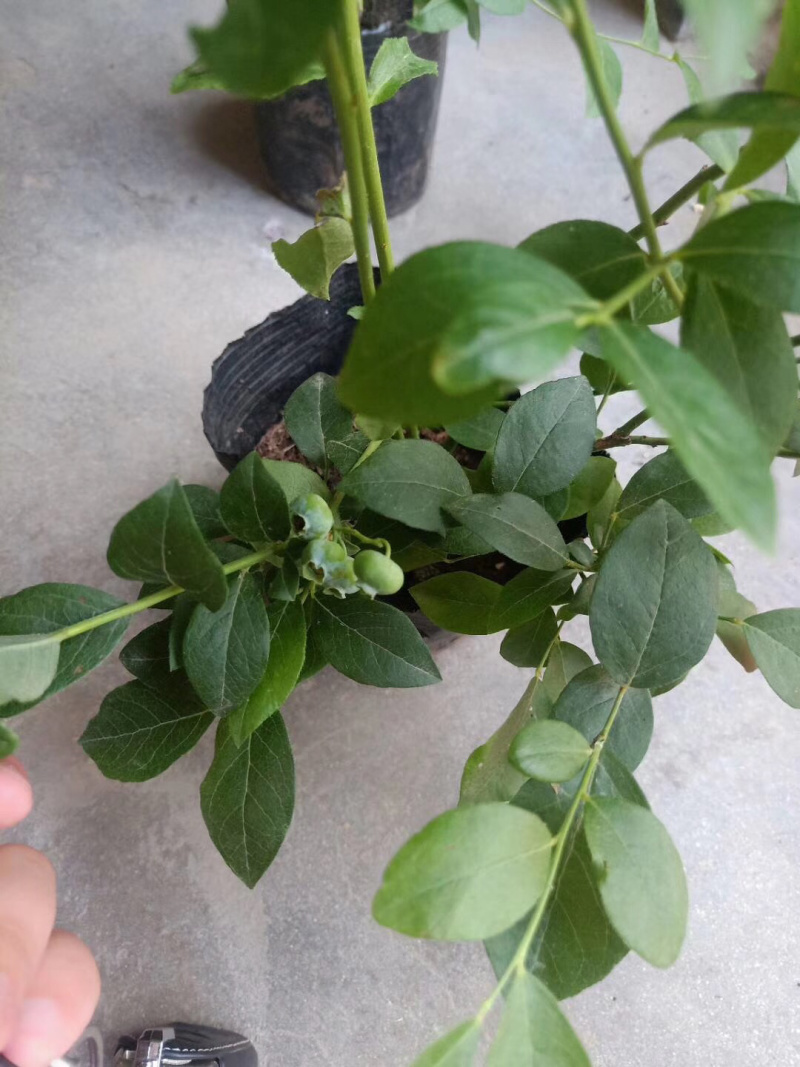 【推荐精品火苗】蓝莓苗营养杯繁育，免费提供技术