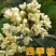 桂花苗嫁接品种桂花苗四季桂花丹桂金桂八月桂花苗南北方种植