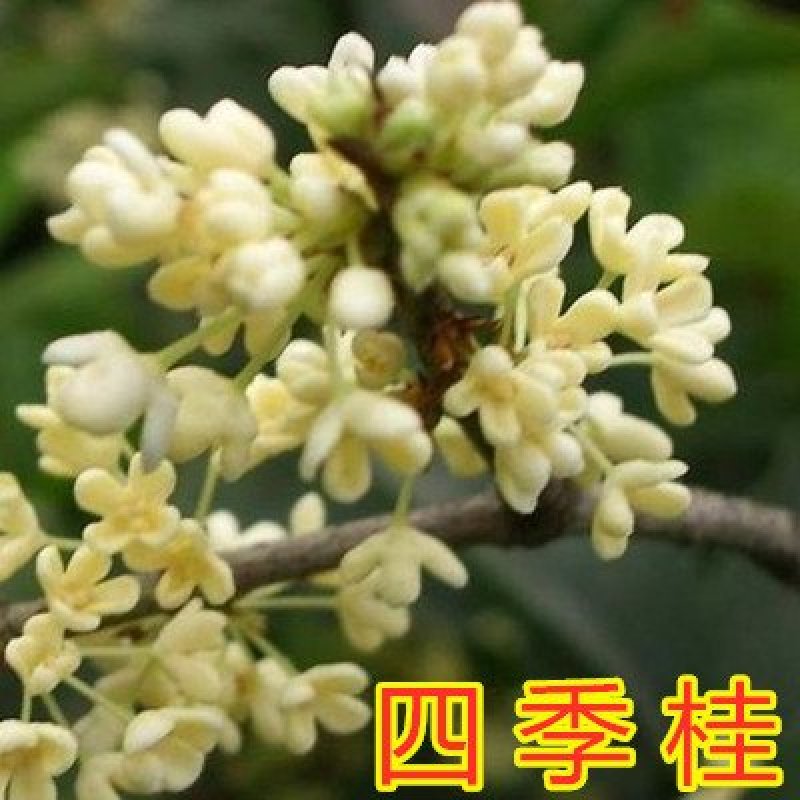 桂花苗嫁接品种桂花苗四季桂花丹桂金桂八月桂花苗南北方种植