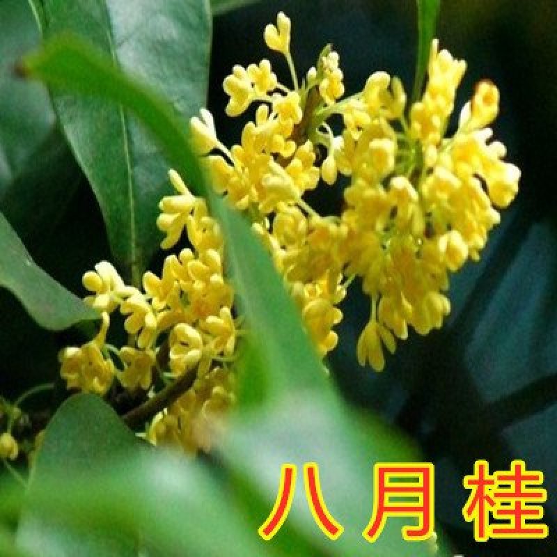 桂花苗嫁接品种桂花苗四季桂花丹桂金桂八月桂花苗南北方种植