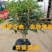 桂花苗嫁接品种桂花苗四季桂花丹桂金桂八月桂花苗南北方种植