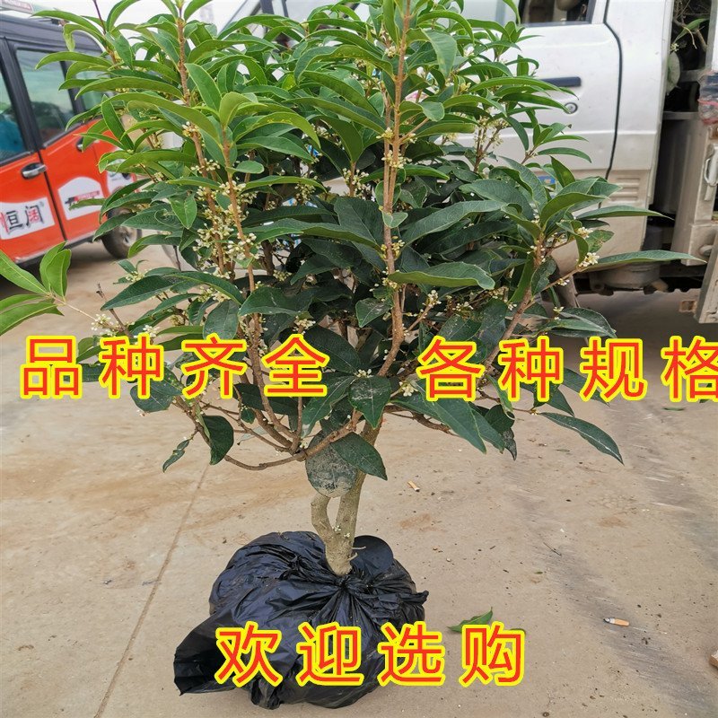 桂花苗嫁接品种桂花苗四季桂花丹桂金桂八月桂花苗南北方种植
