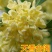桂花苗嫁接品种桂花苗四季桂花丹桂金桂八月桂花苗南北方种植