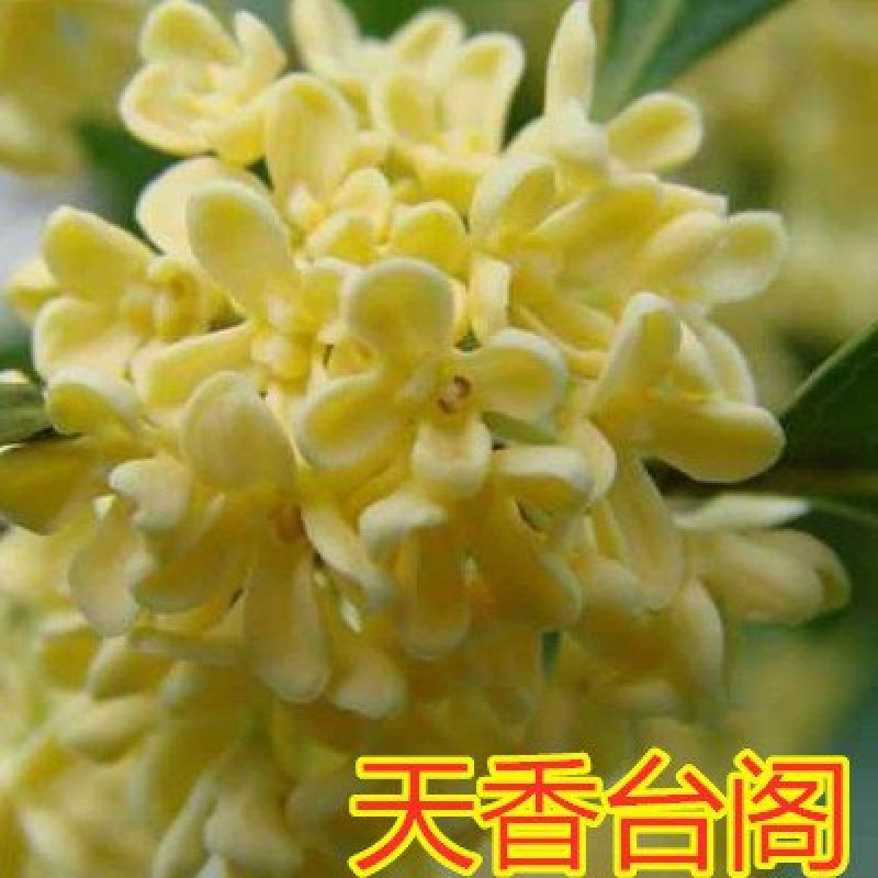 桂花苗嫁接品种桂花苗四季桂花丹桂金桂八月桂花苗南北方种植