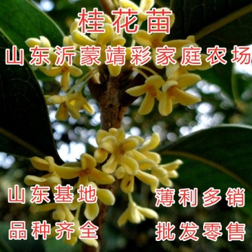 桂花苗嫁接品种桂花苗四季桂花丹桂金桂八月桂花苗南北方种植