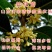 桂花苗嫁接品种桂花苗四季桂花丹桂金桂八月桂花苗南北方种植
