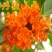 桂花苗嫁接品种桂花苗四季桂花丹桂金桂八月桂花苗南北方种植