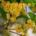 桂花苗嫁接品种桂花苗四季桂花丹桂金桂八月桂花苗南北方种植